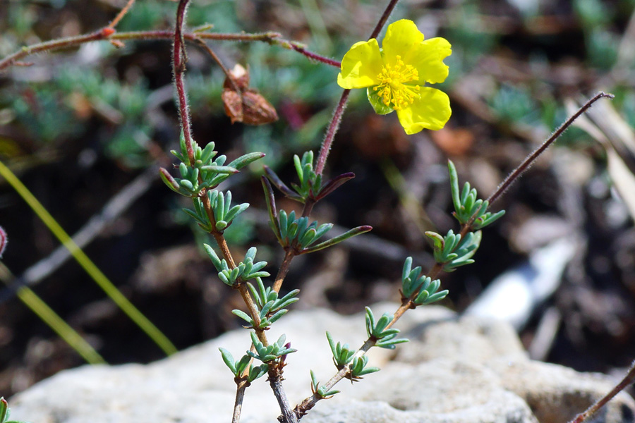 Fumana glauca da determinare